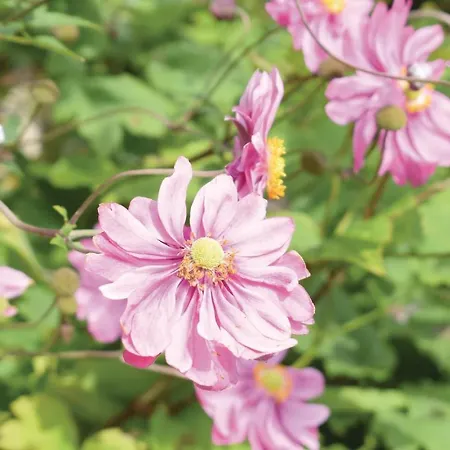 Casa vacanze Le Colibri