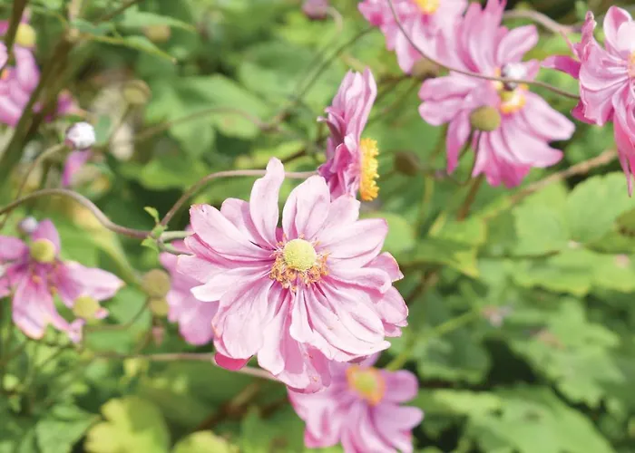 Ferienhaus Le Colibri